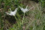 Northern spiderlily